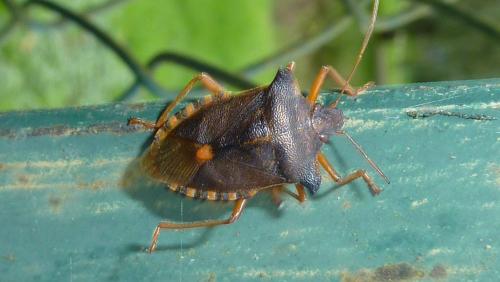 Pentatoma rufipes